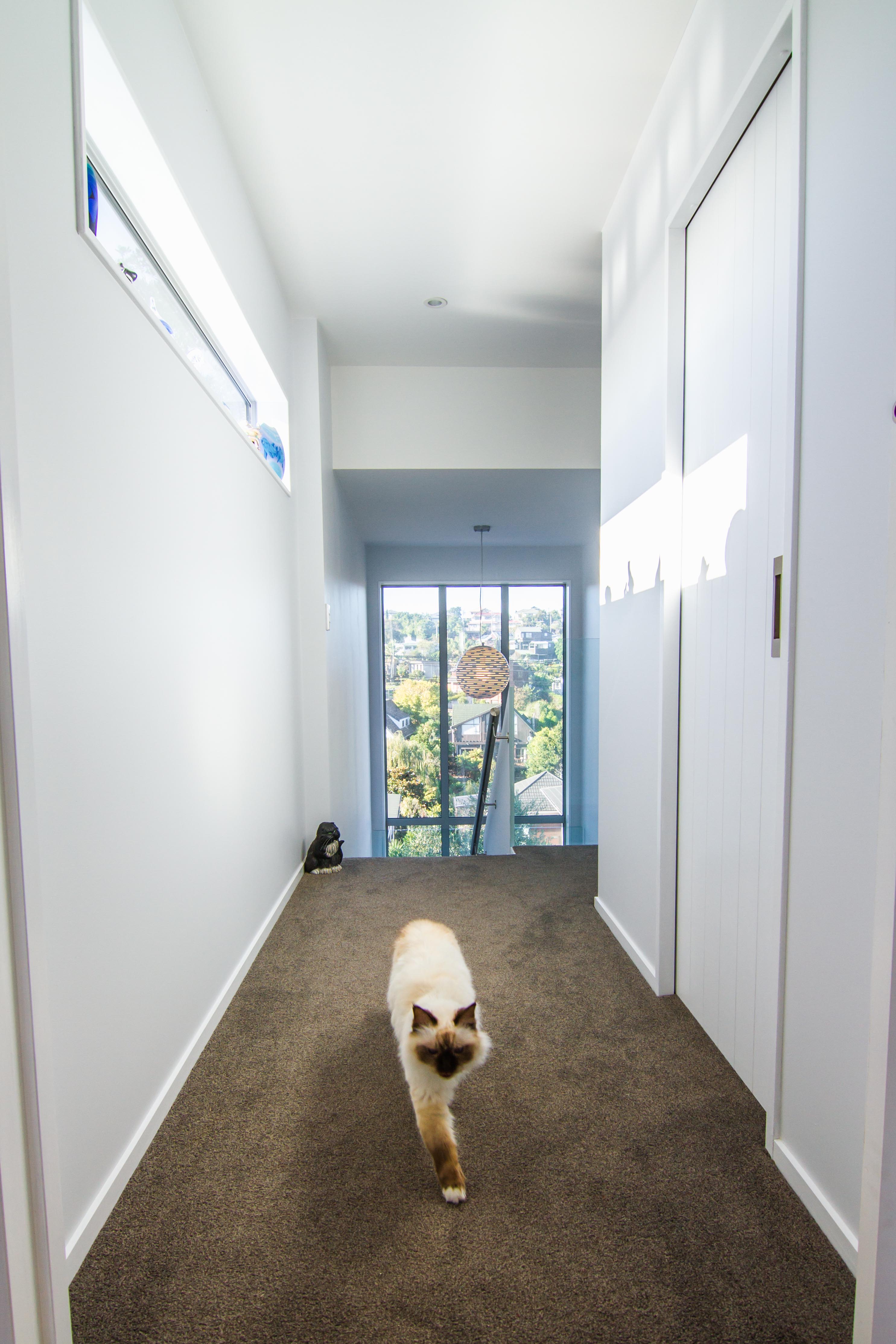 New Wave Construction Renovation hallway and house cat on carpet